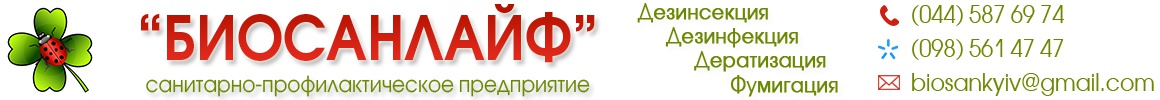 shapka_top.jpg