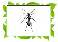Уничтожение 

муравьев