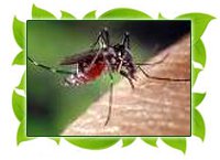Уничтожение 

комаров