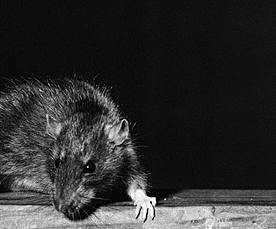 Уничтожение мышей (крыс)