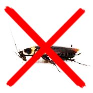 Вызвать службу по уничтожению тараканов